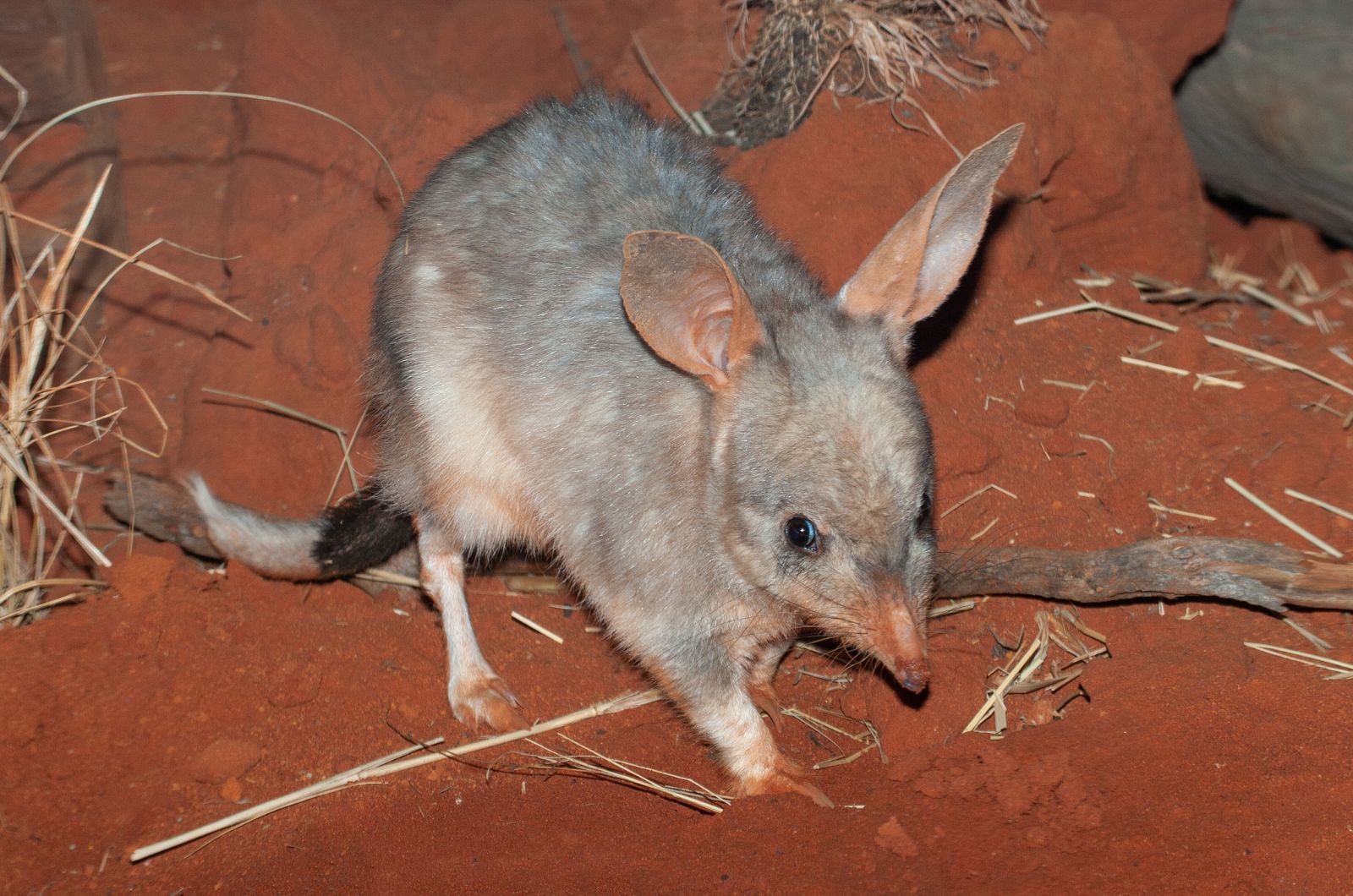 The Endangered Bilby