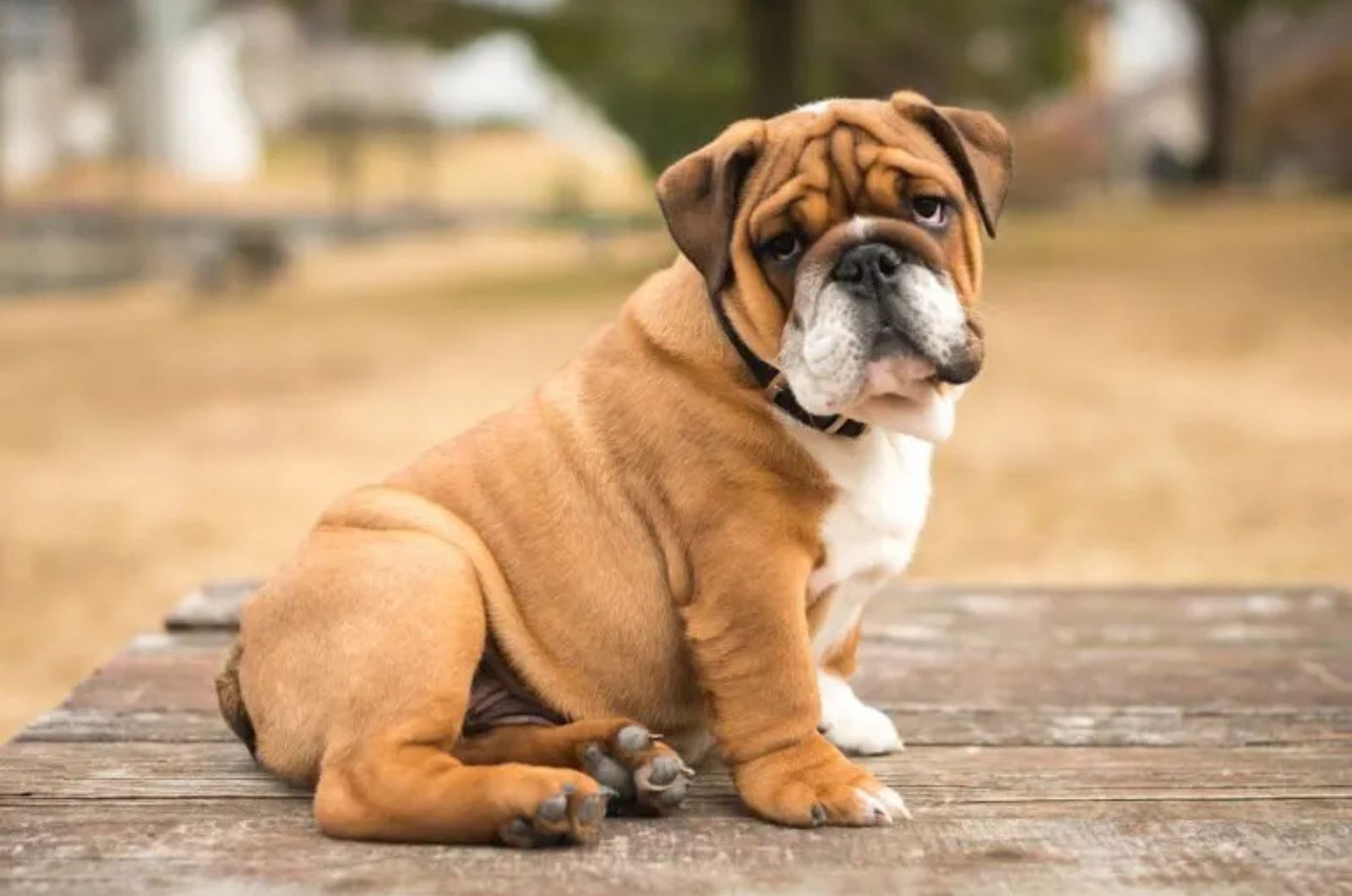 The English Bulldog