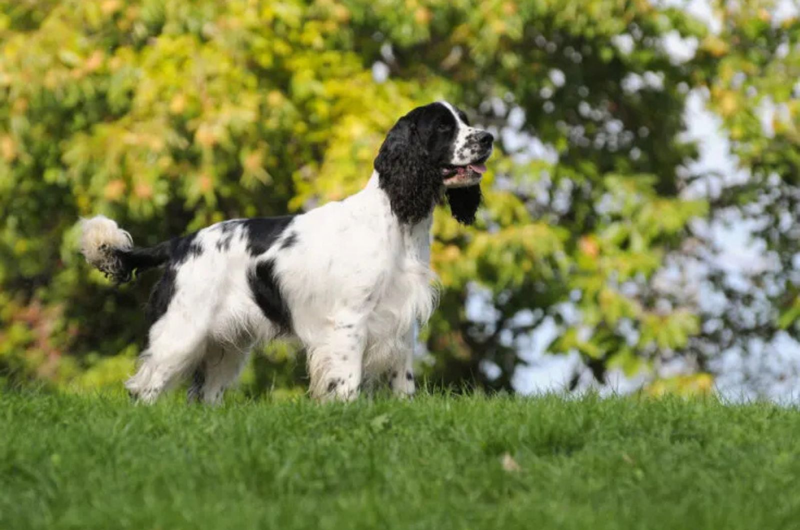 The English Springer Spaniel