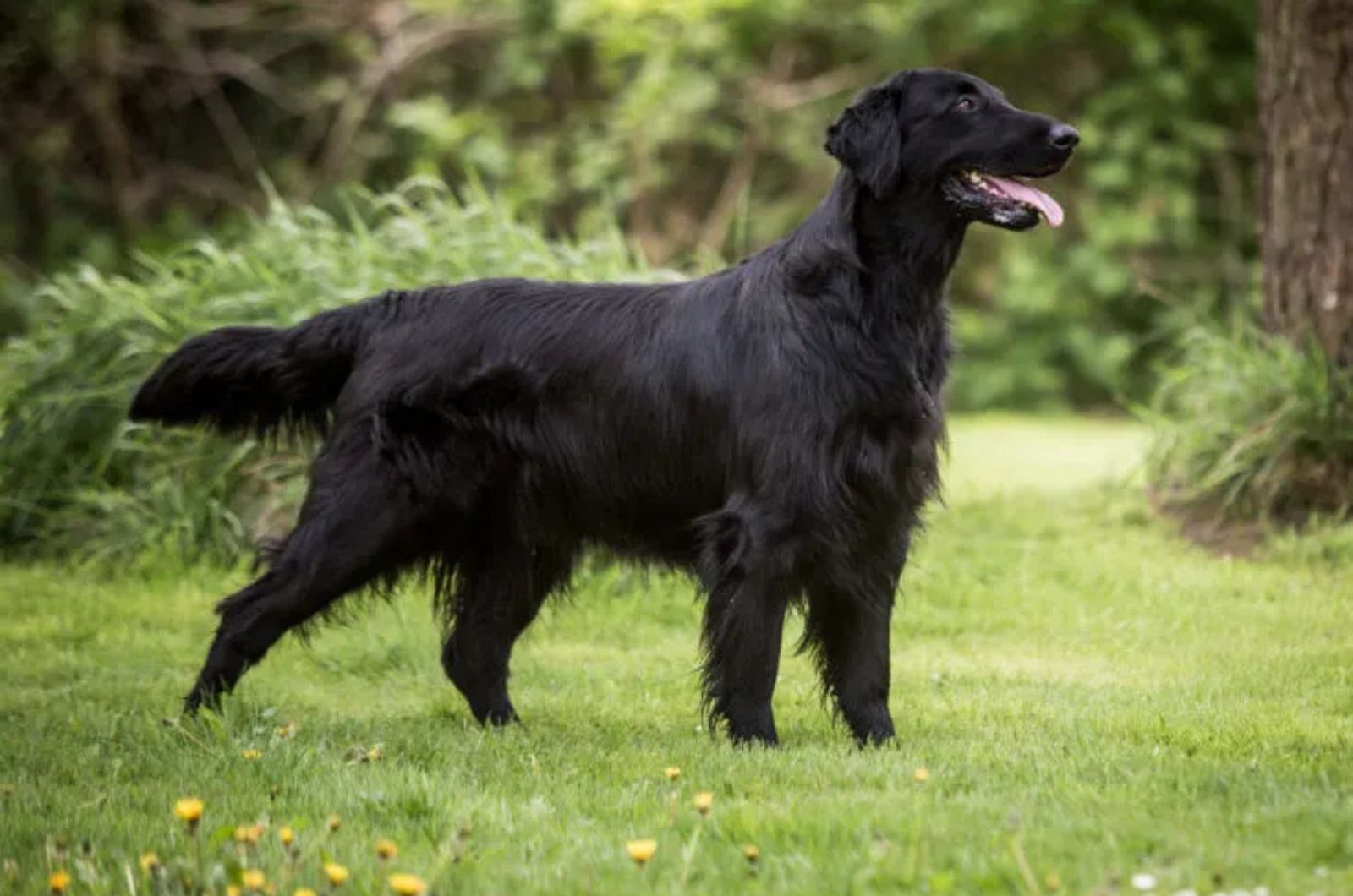 The Flat-Coated Retriever