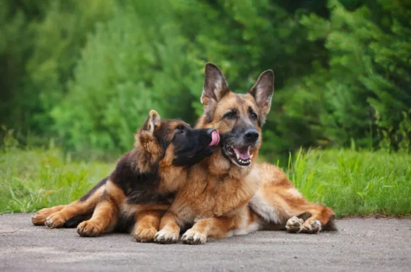 The German Shepherd dogs