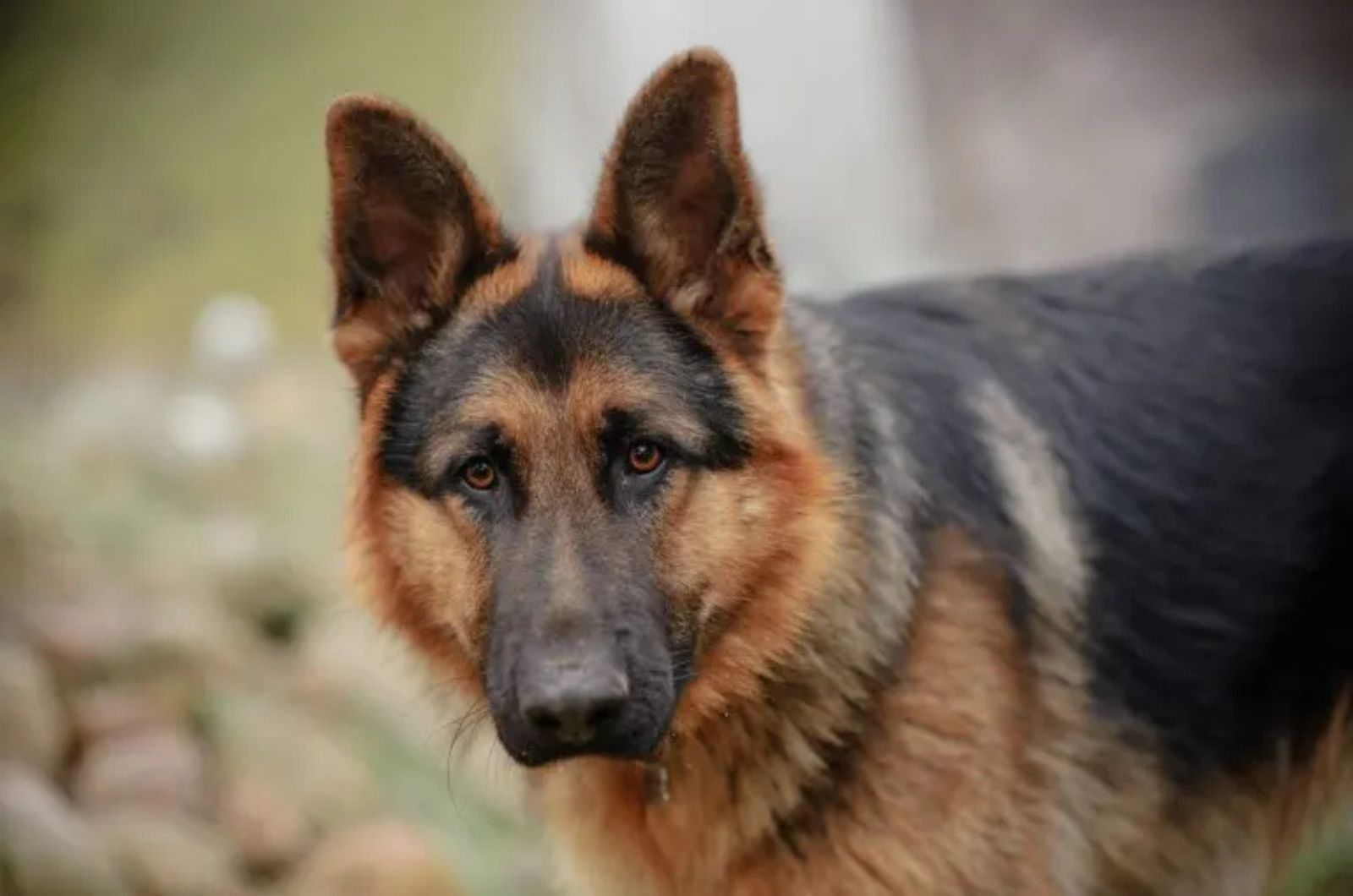 The German Shepherd