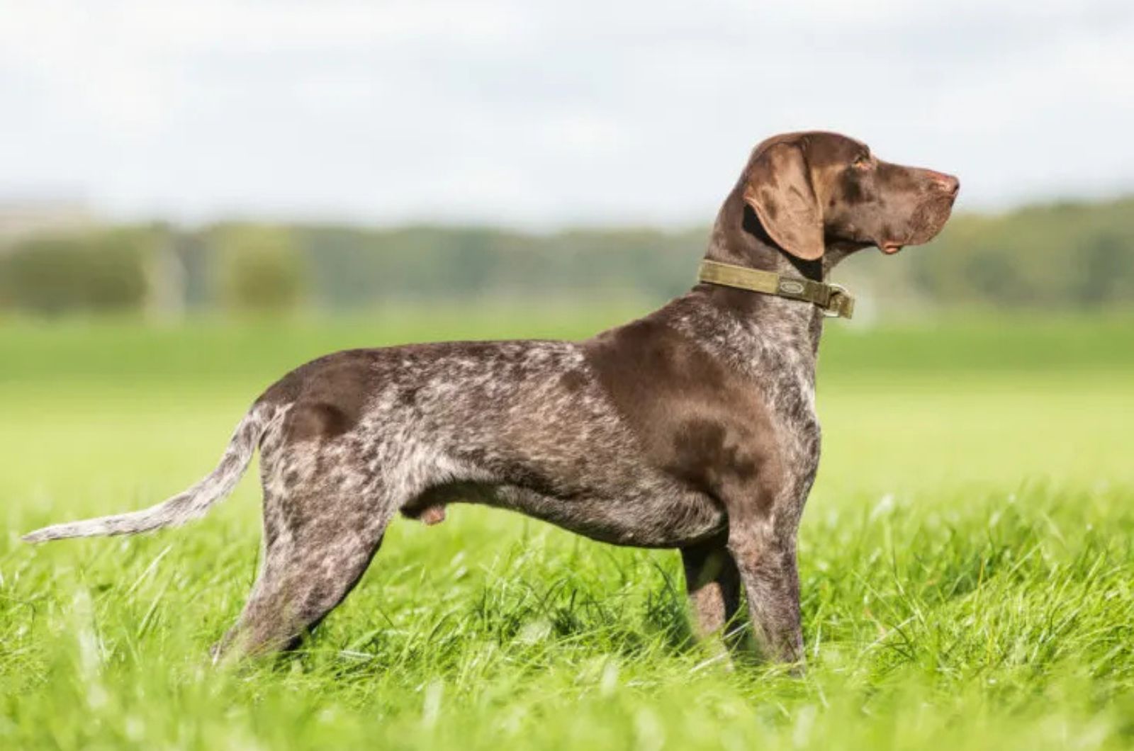 The German Shorthaired Pointer