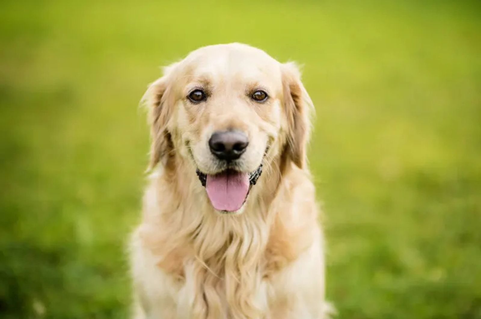 The Golden Retriever