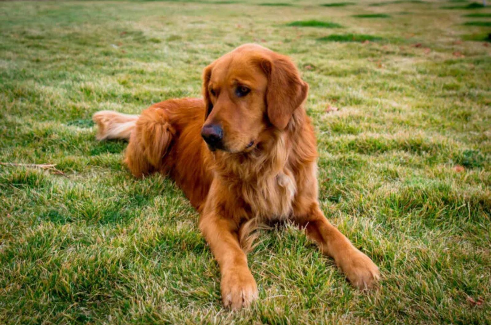 The Golden Retriever