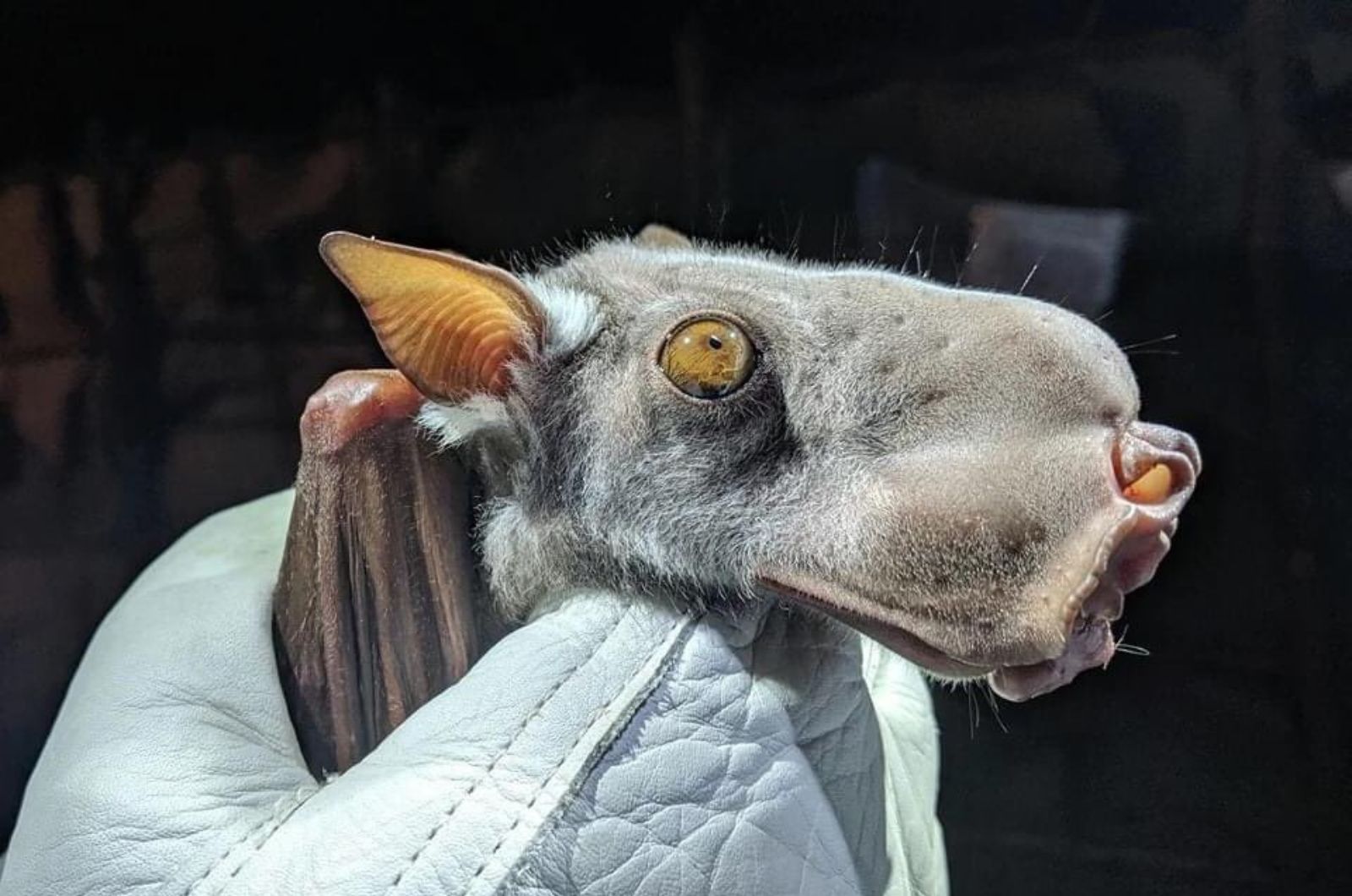 The Hammer-Headed Bat