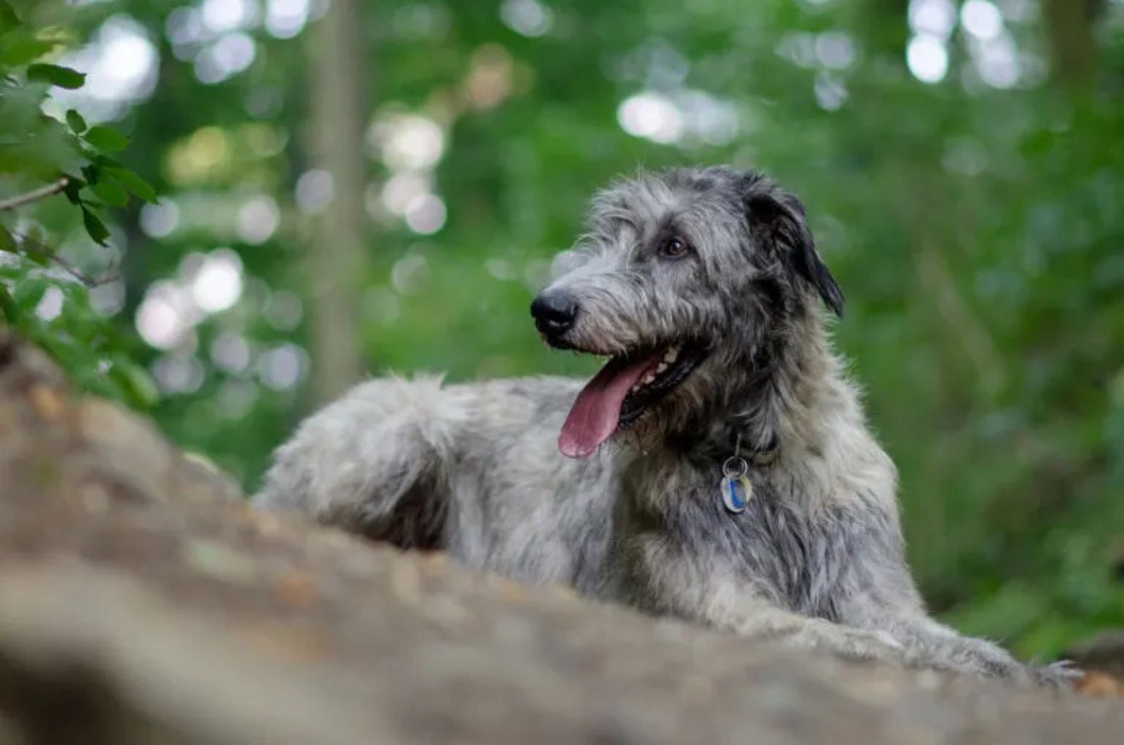 The Irish Wolfhound