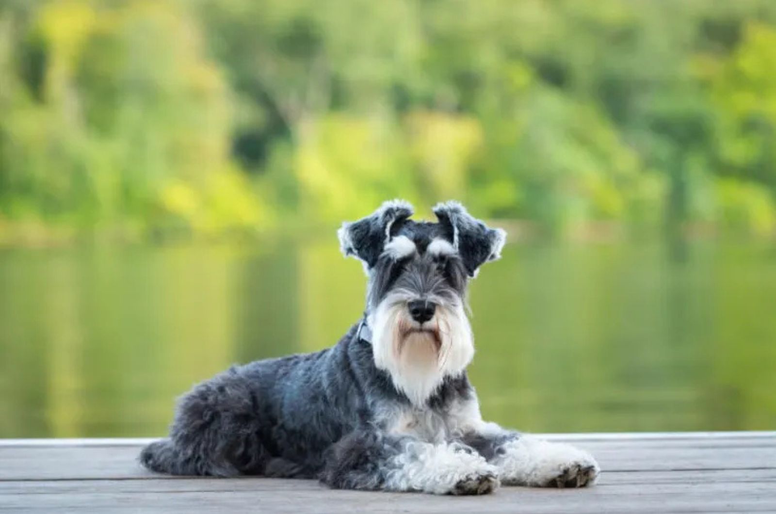 The Miniature Schnauzer