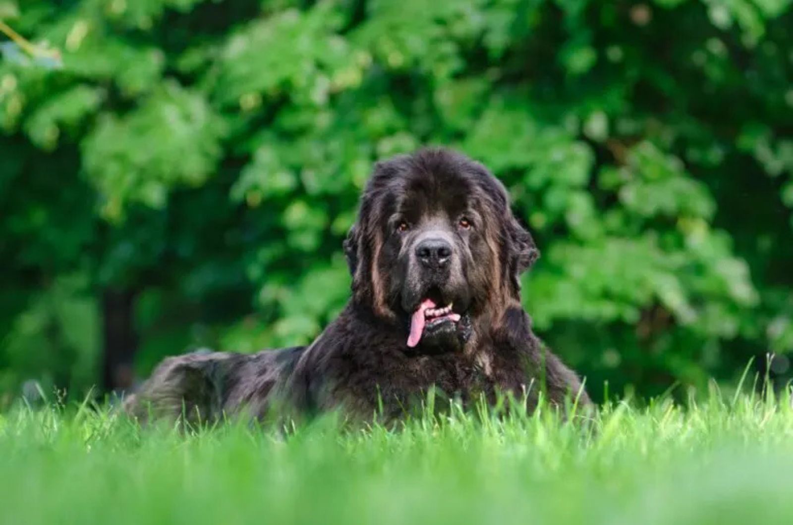 The Newfoundland