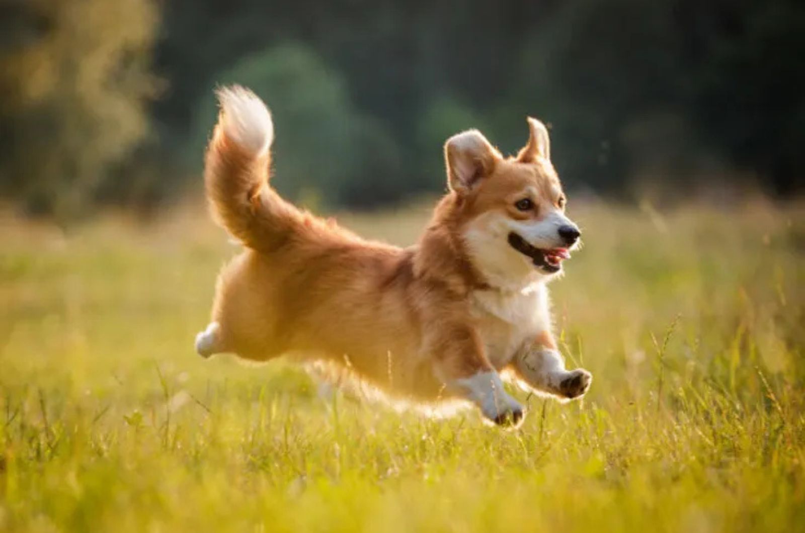 The Pembroke Welsh Corgi