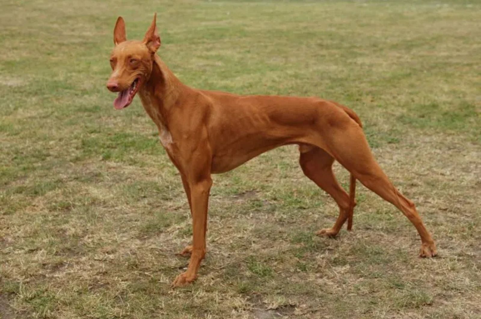 The Pharaoh Hound