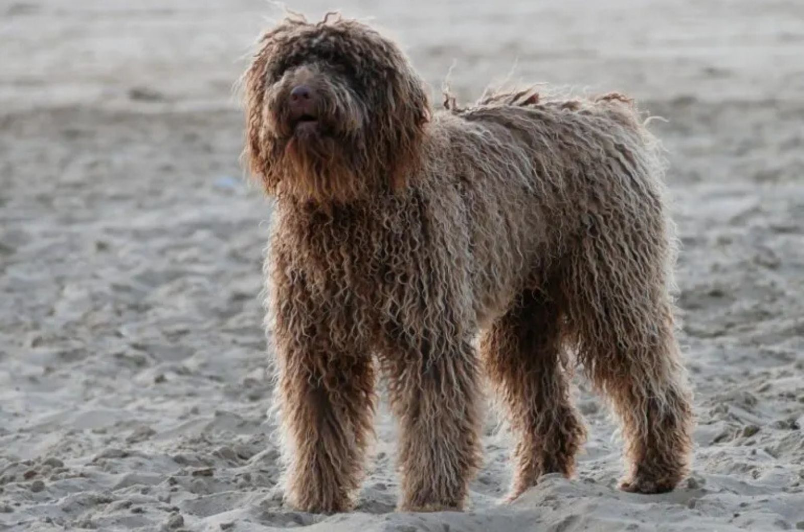 The Portuguese Water Dog