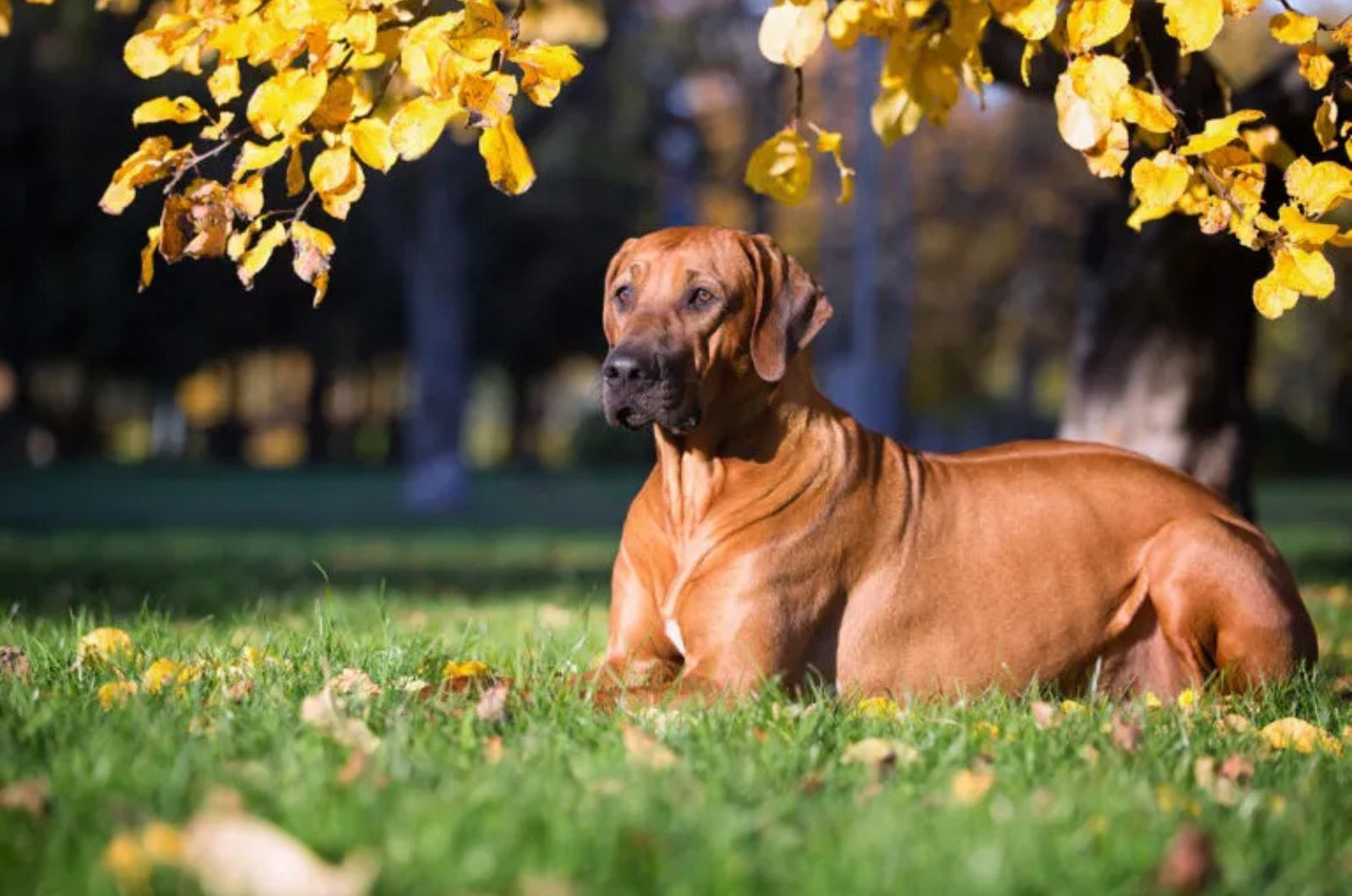 The Rhodesian Ridgeback