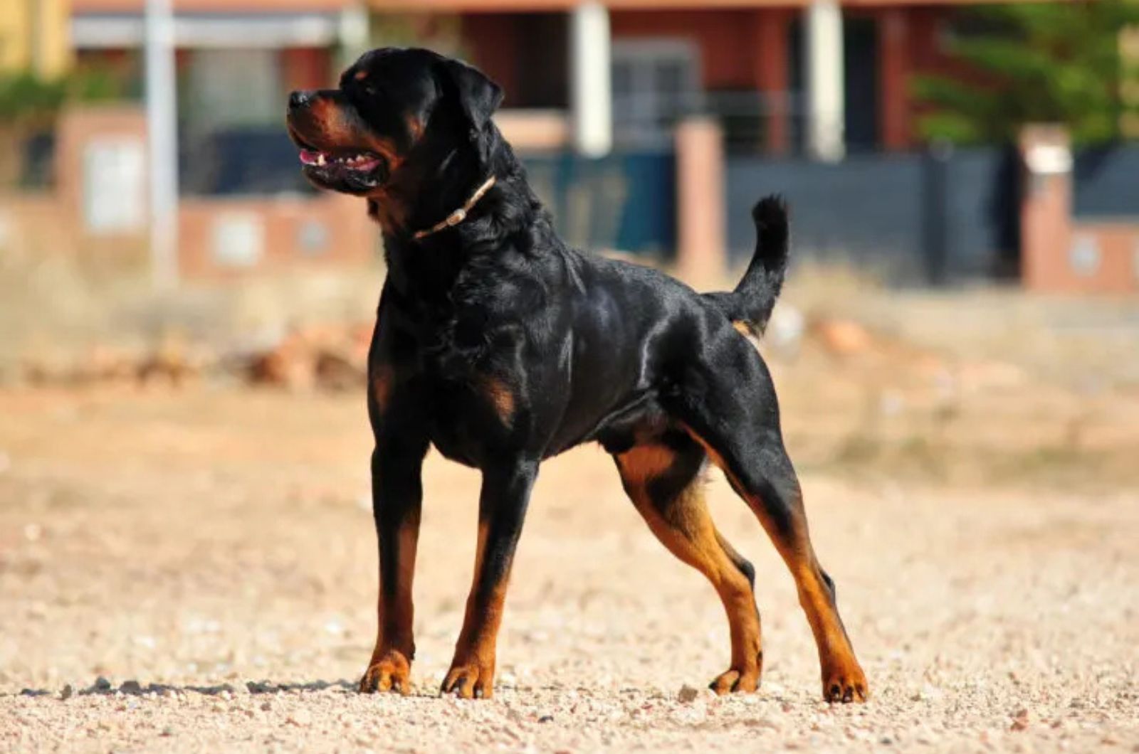 The Rottweiler