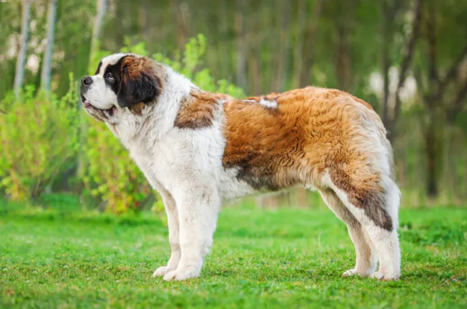 The Saint Bernard Dog