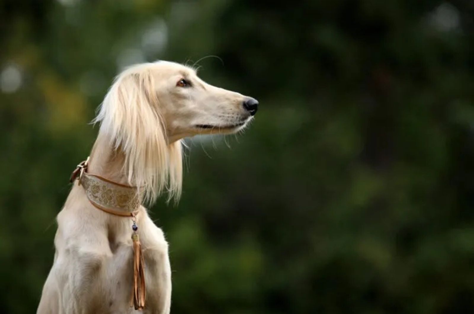 The Saluki