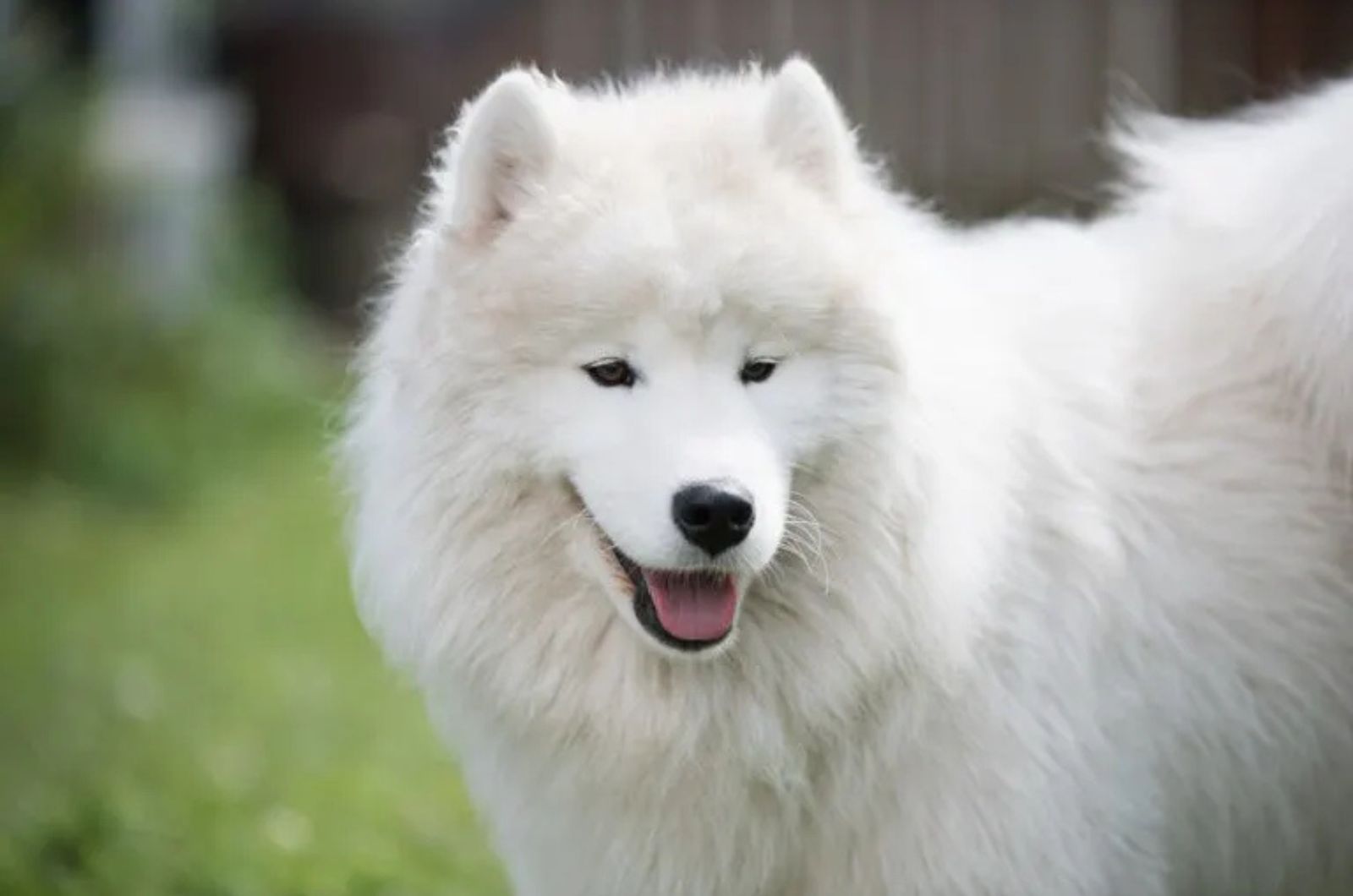 The Samoyed