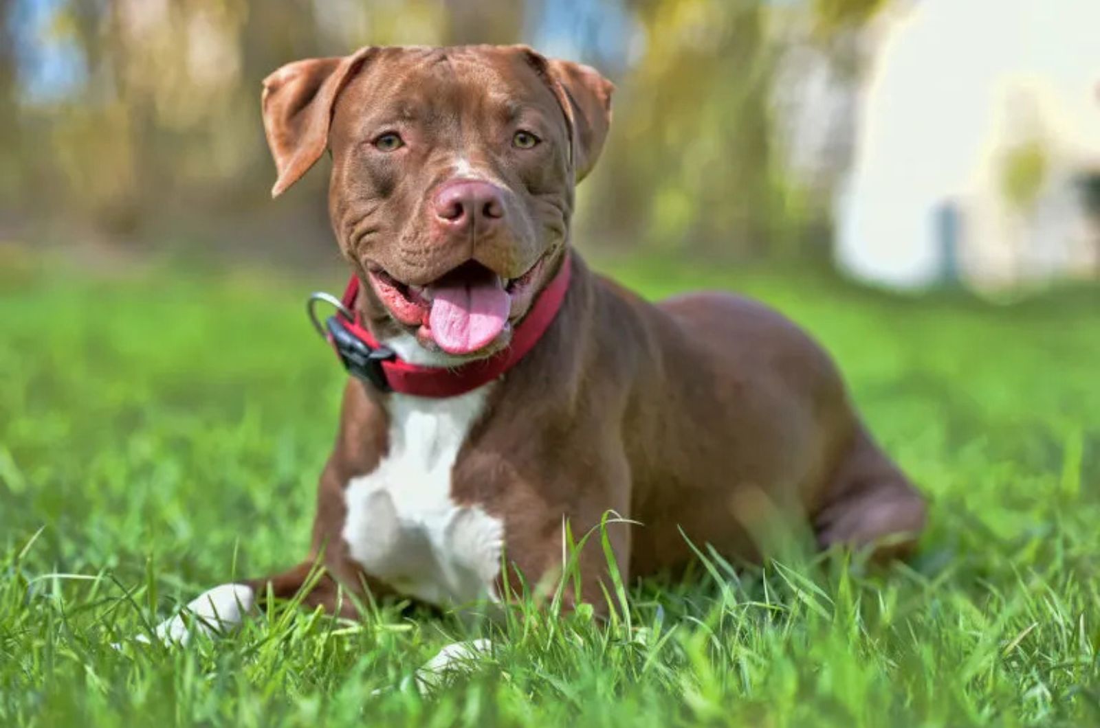 The Staffordshire Bull Terrier