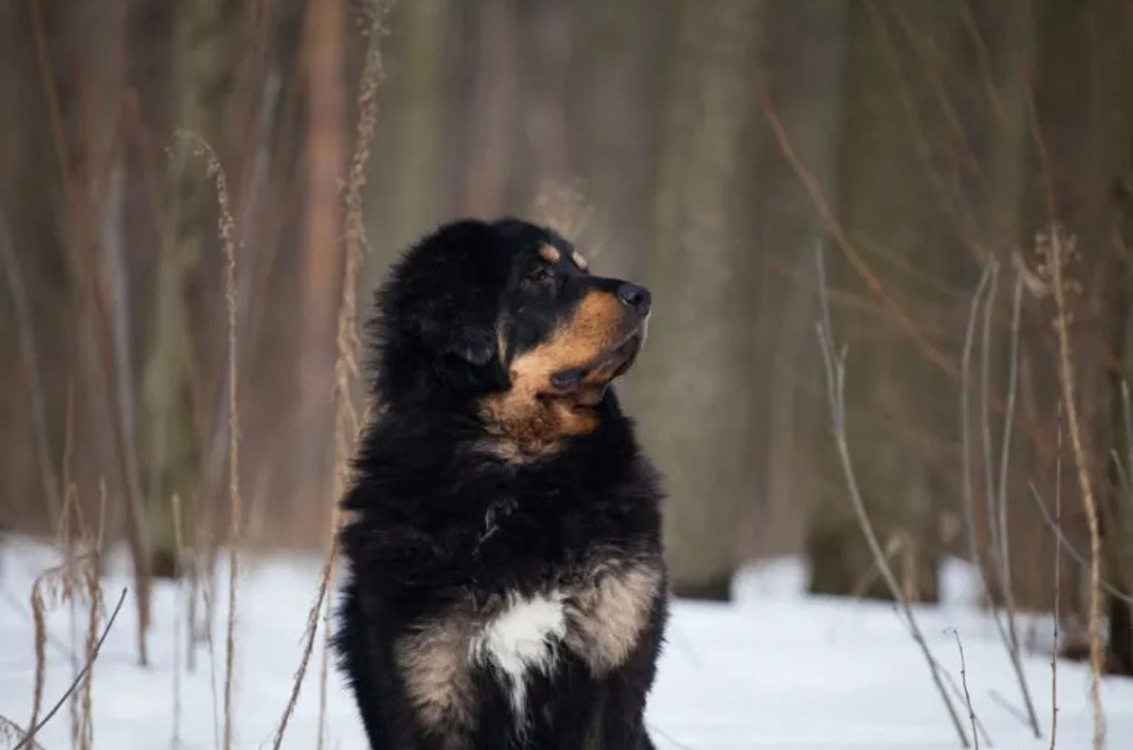 The Tibetan Mastiff