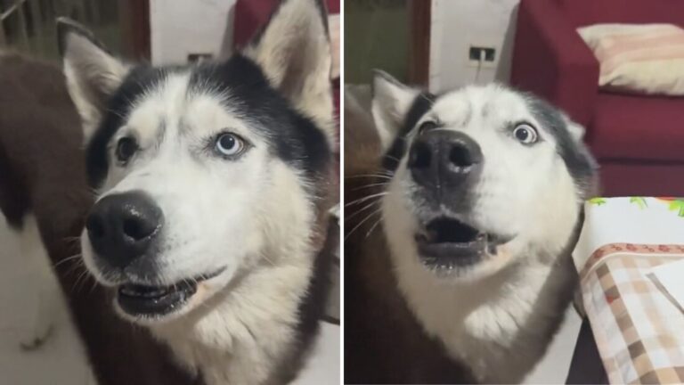 cute husky
