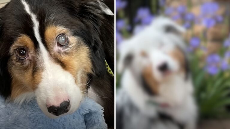 This Dog Has A Mystery Illness That Completely Changed Her Appearance