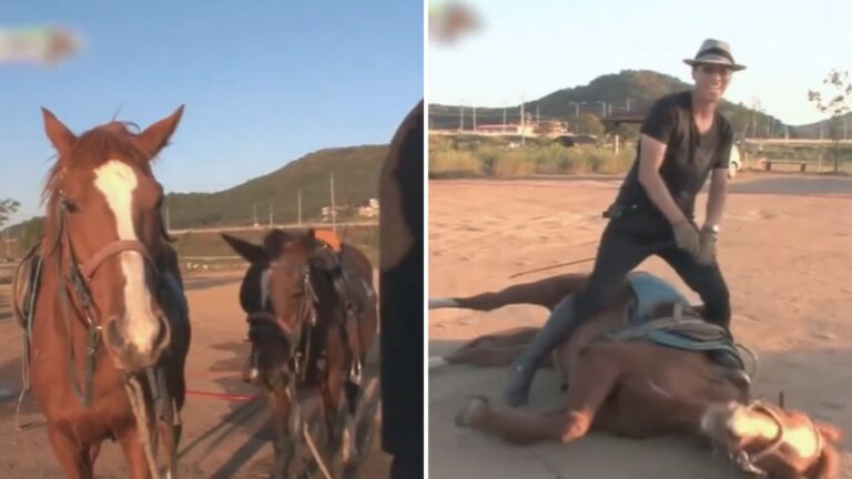 lazy horse