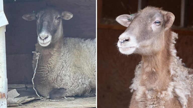 This Sheep Escapes A Grim Fate By Running Away From A Farm