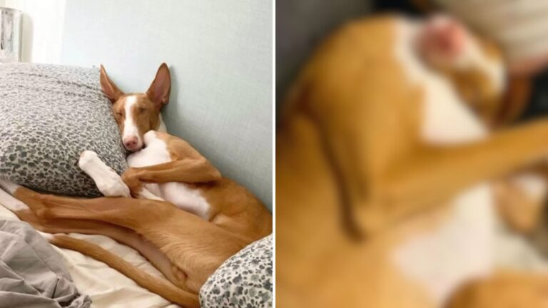 cute dog with creepy sleeping pose