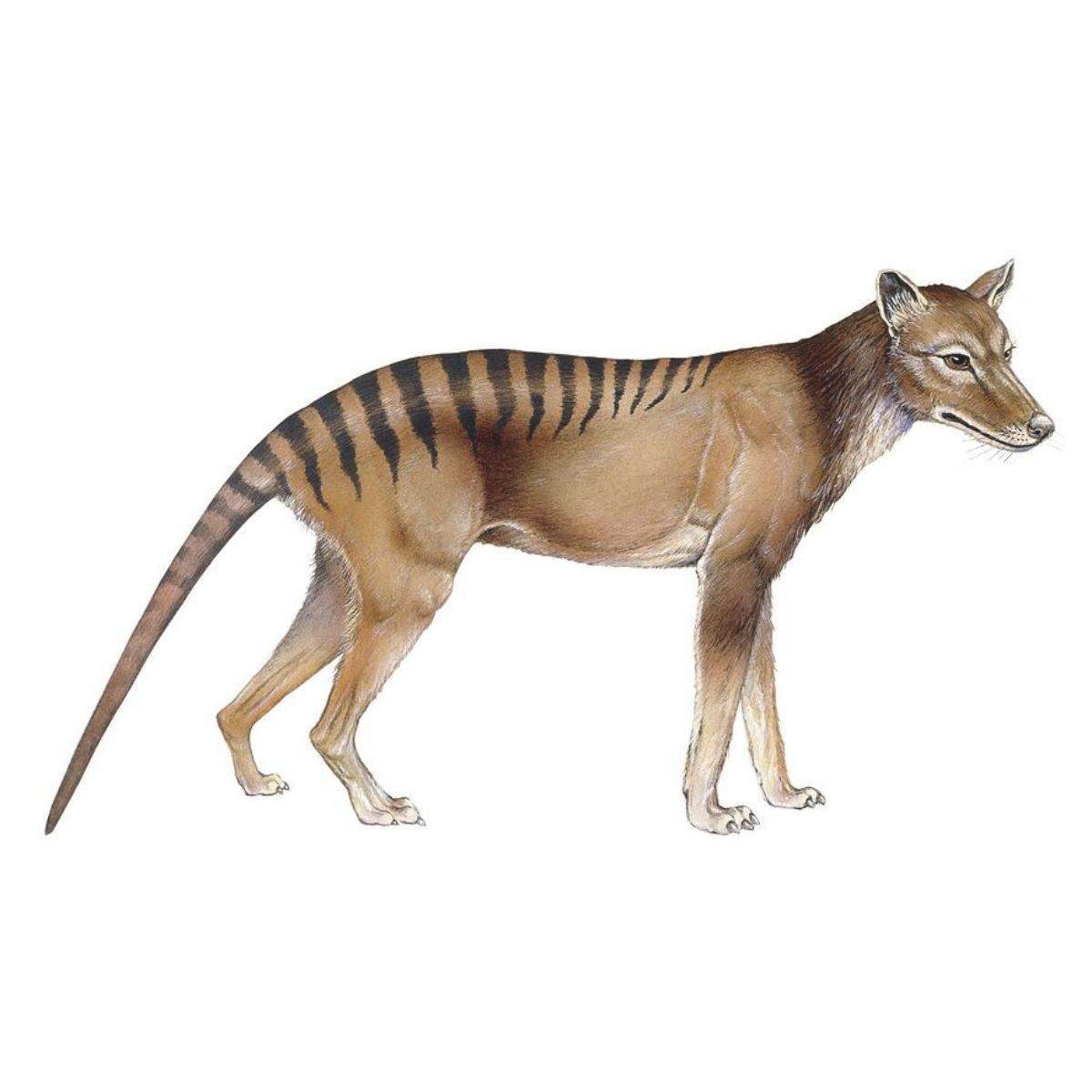 Thylacine