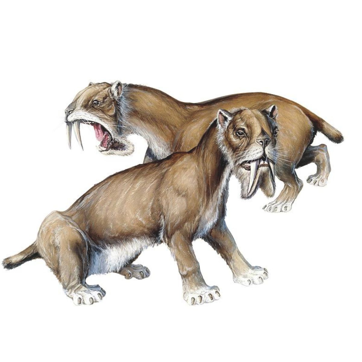 Thylacosmilus