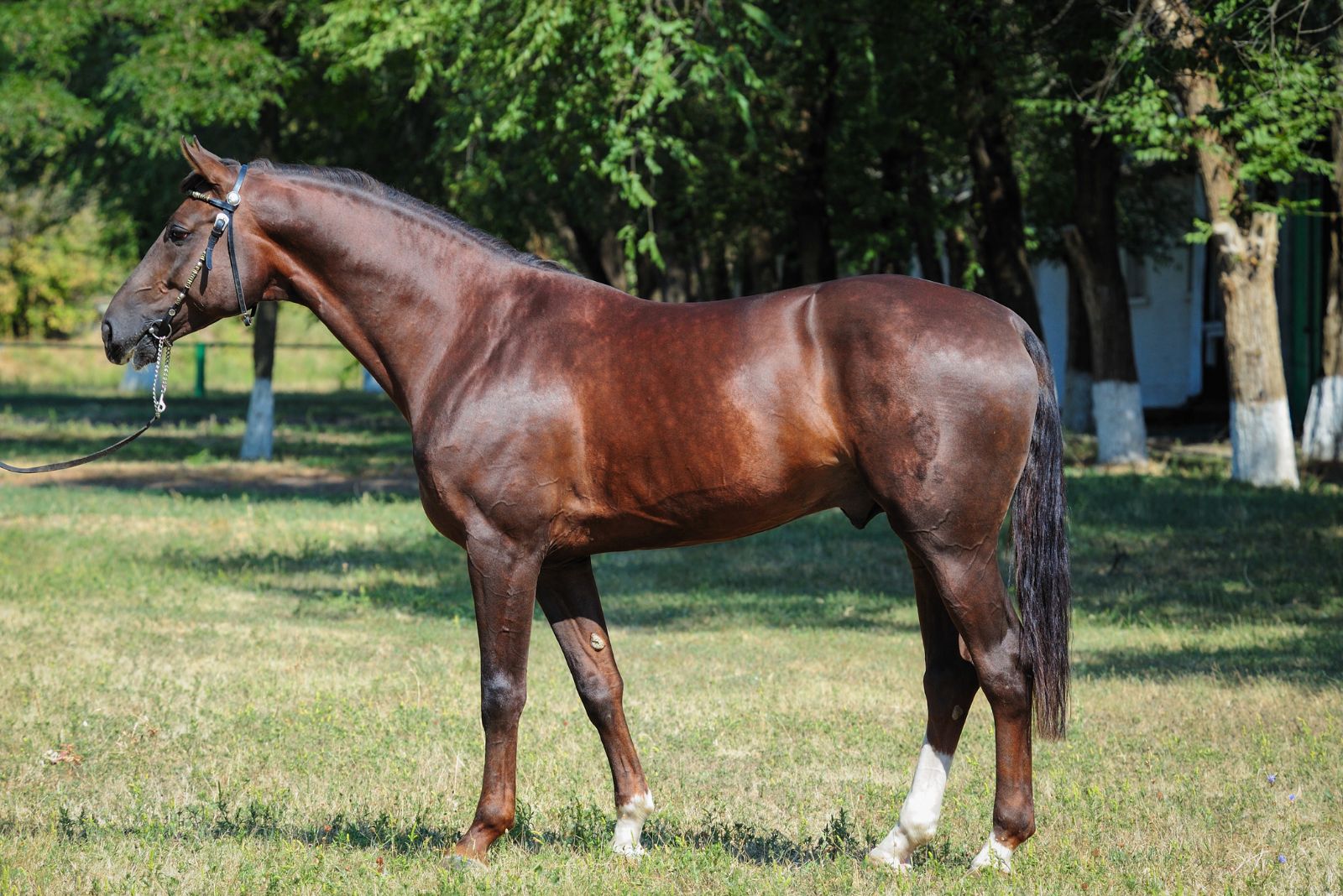 Trakehner horse