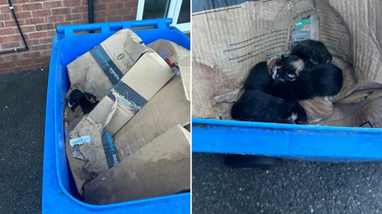 kittens found in a bin