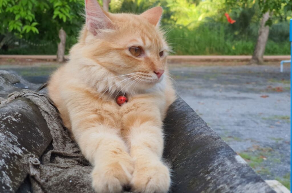 Turkish Angora