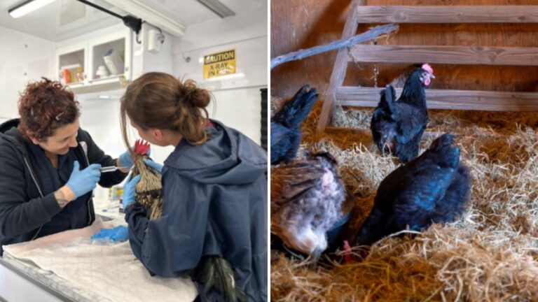 vets and rooster