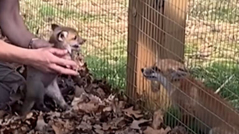 two orphaned baby foxes