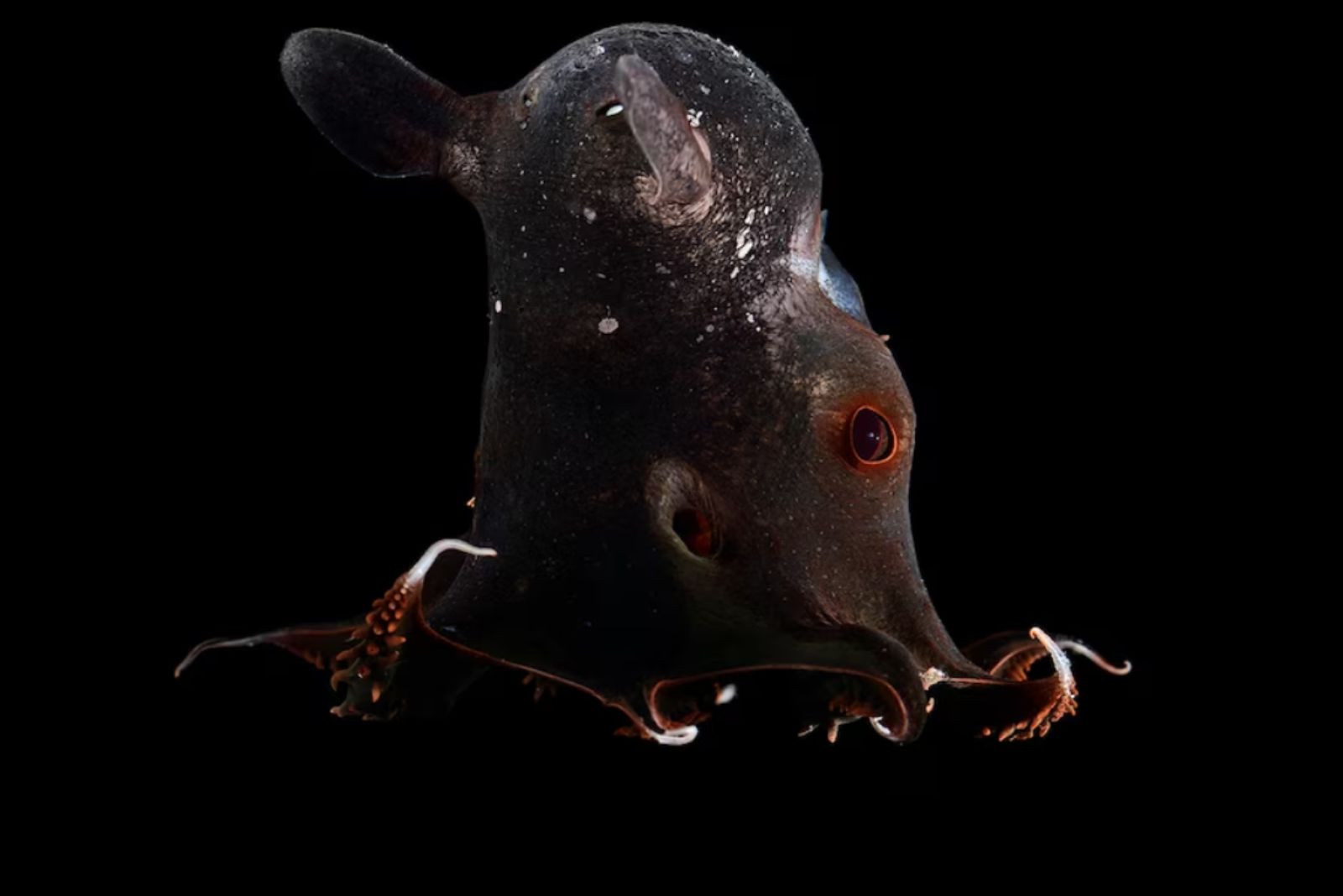 Vampire Squid