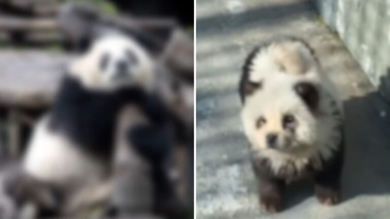 panda dog in a zoo