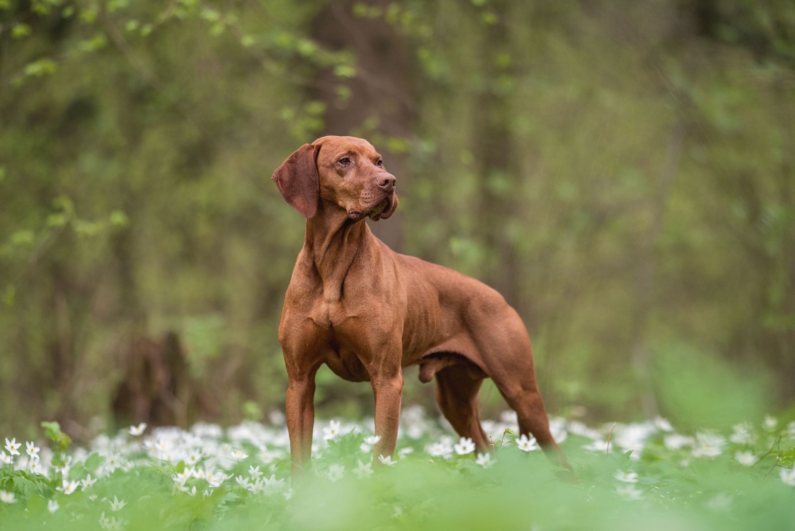 Vizsla dog