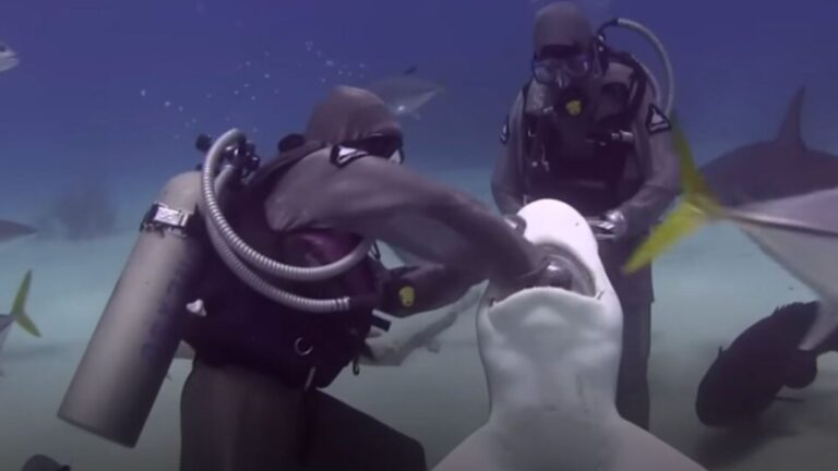 people underwater with shark