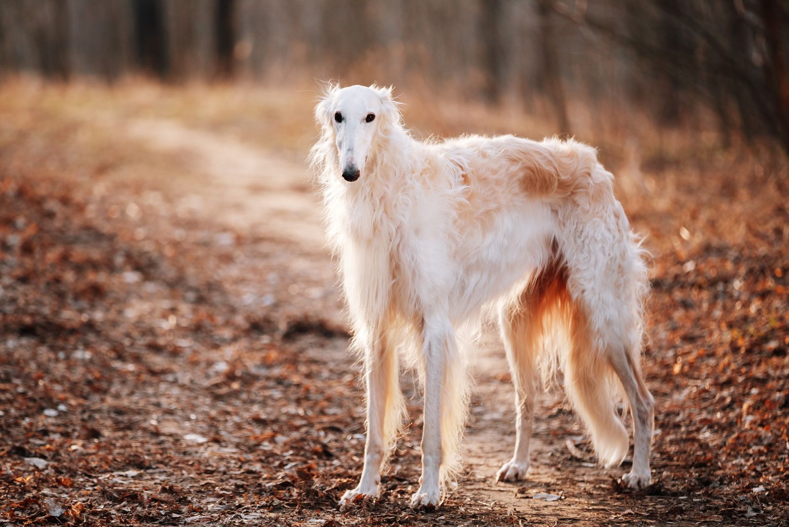 Whippet breed