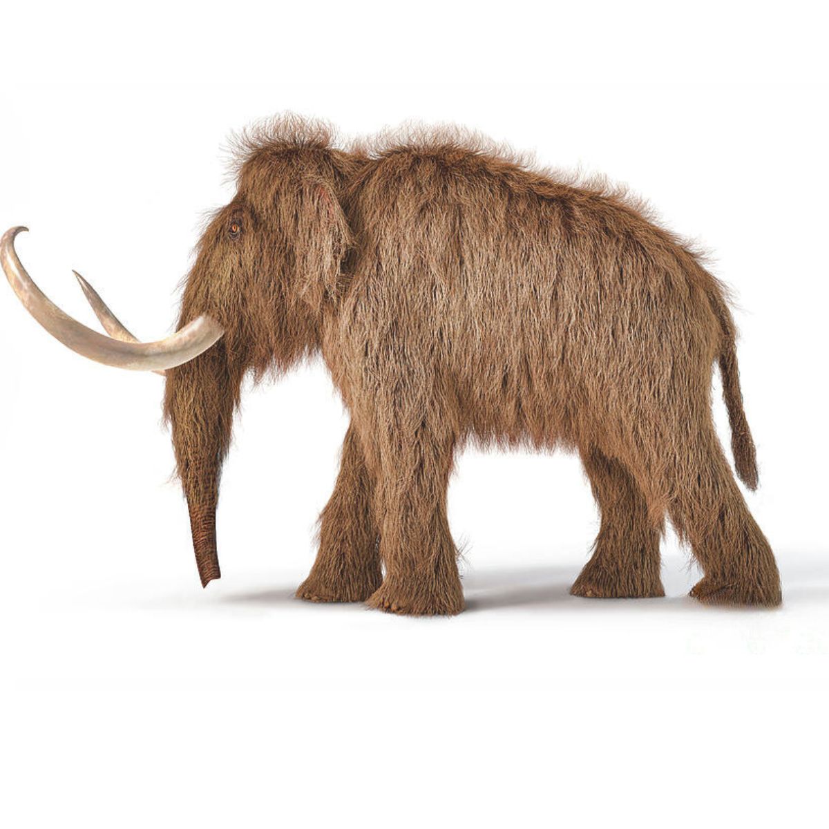 Wolly Mammoth