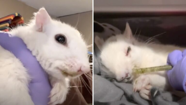 white squirrel