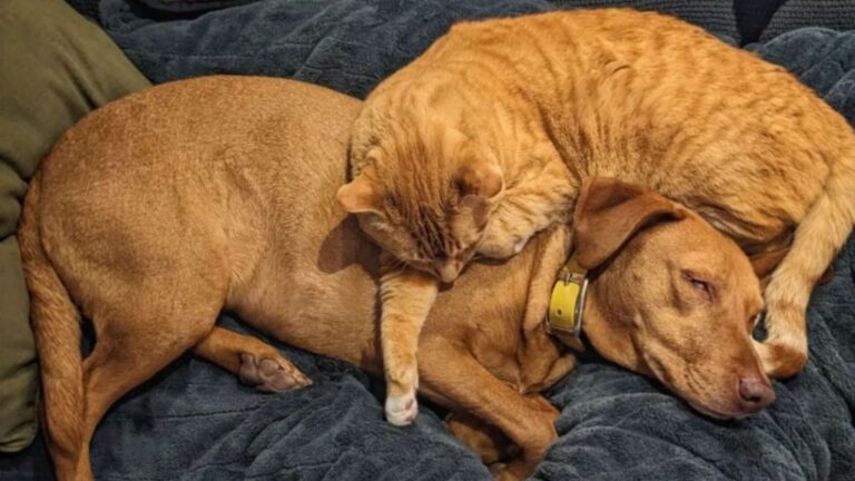 cat and dog