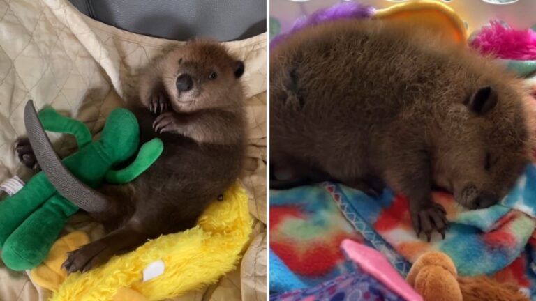 cute beaver