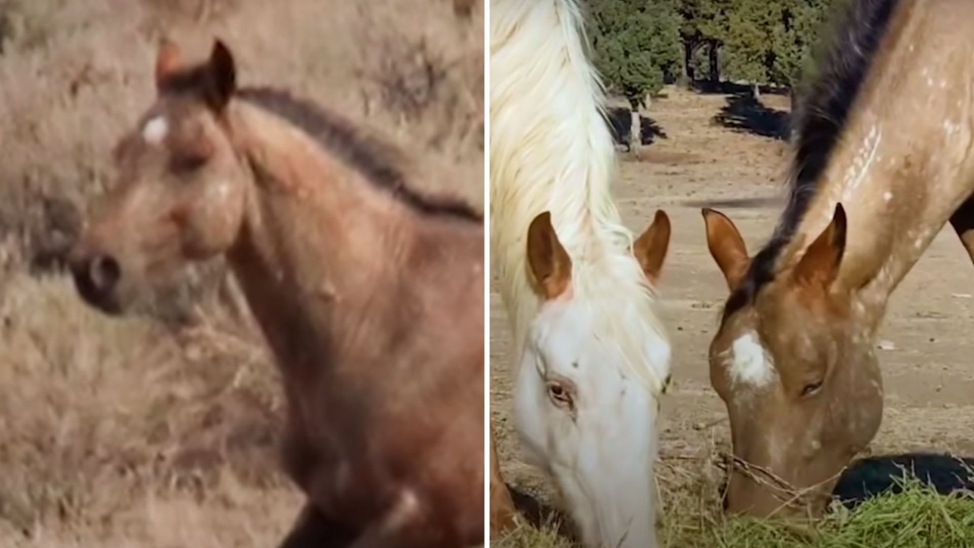 Woman Goes Above And Beyond To Reunite Two Heartbroken Horses