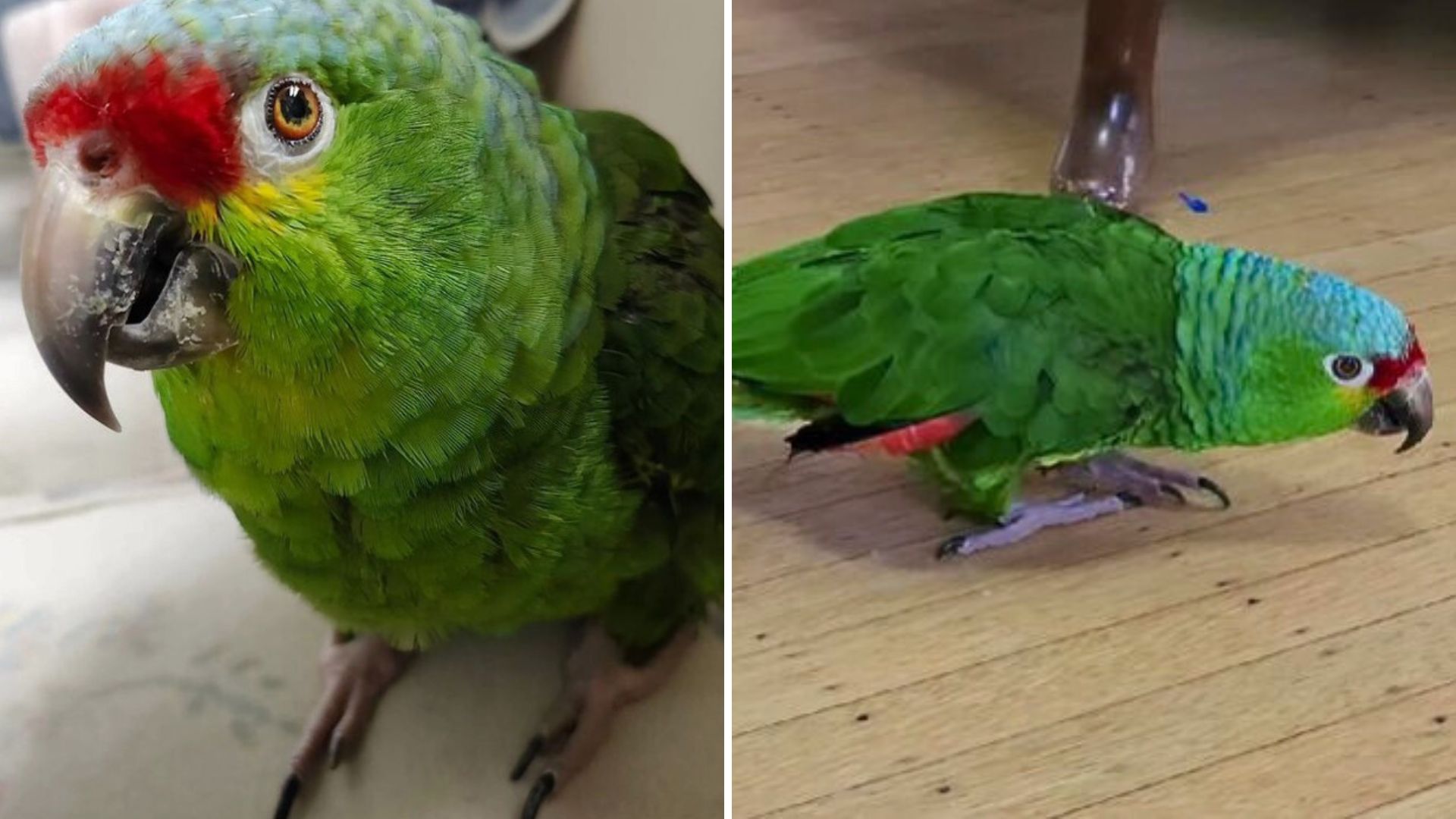 50 year old parrot