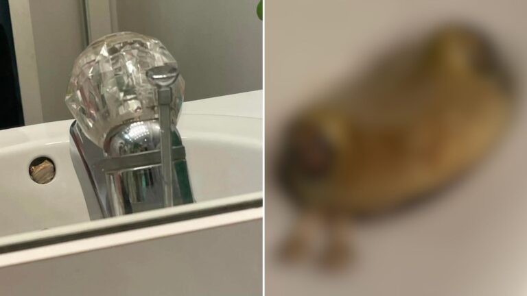 frog in sink