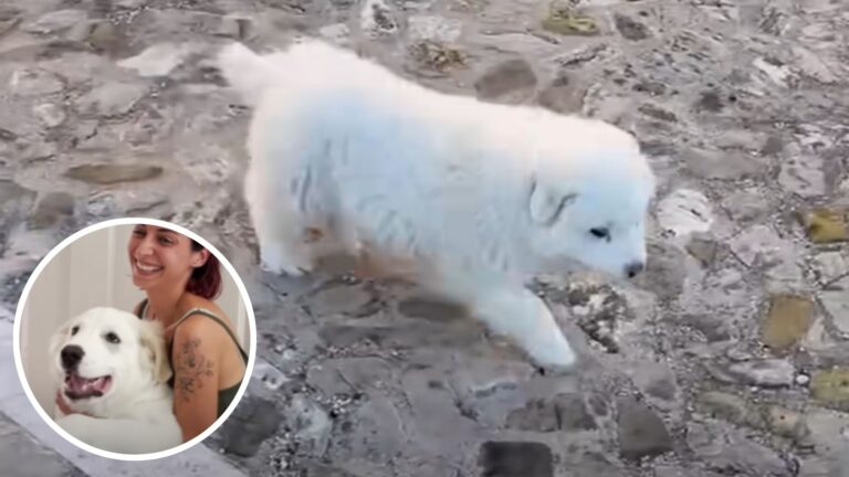 Woman Rescues A Puppy While On Vacation