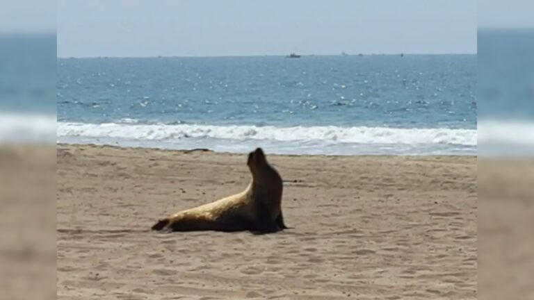 sea lion