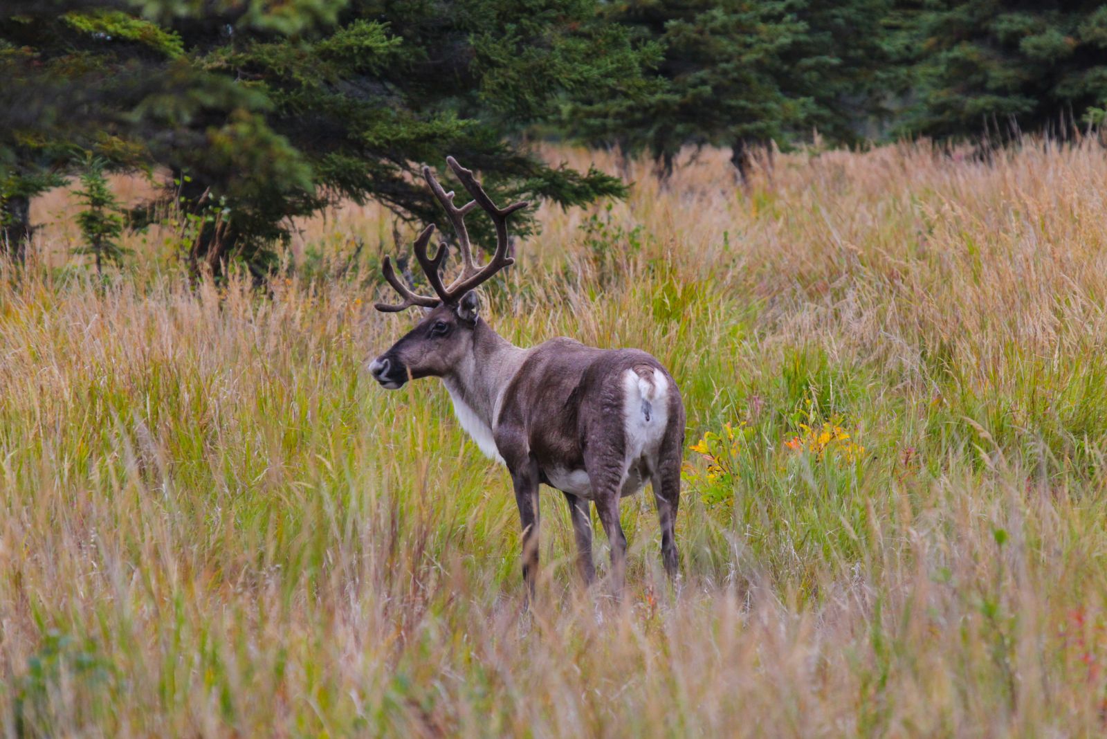 Woodland Caribou